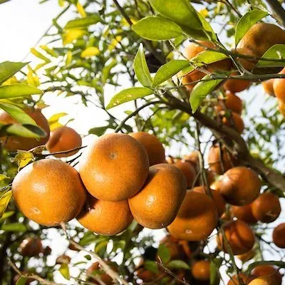 thumbnail for publication: 2025-2026 Quick Reference Guide to Postemergence Herbicides for Citrus Weed Control